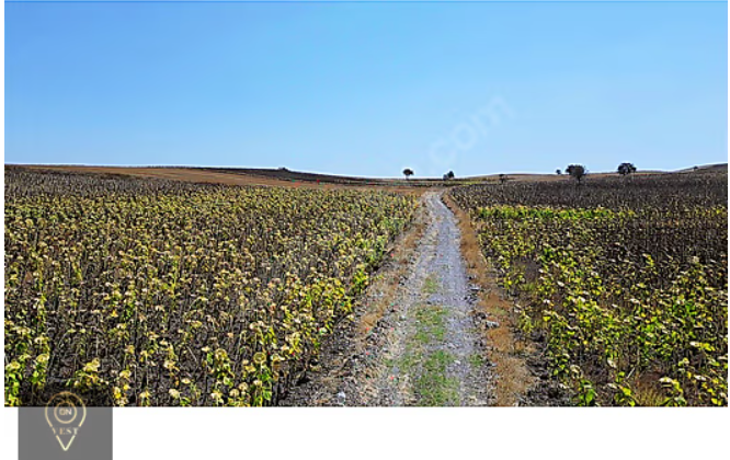 OnVest'ten ÇANAKKALE GEYİKLİ LİMANA YAKIN SATILIK ZEYTİNLİK