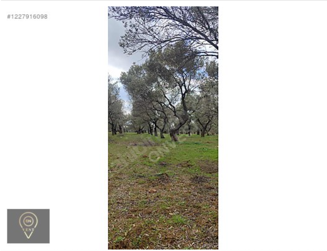 YATIRIMLIK ZEYTİNLİK